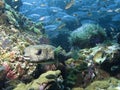 Black Spotted Porcupinefish - Diodon hystrix