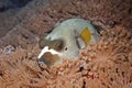 Black Spotted pufferfish, Arothron nigropunctatus Royalty Free Stock Photo