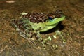 Black-spotted Rock Frog (Staurois guttatus) in natural habitat, Brunei, Borneo Royalty Free Stock Photo