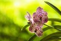 Black Spotted Vanda Orchid Flowers