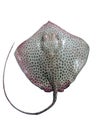 The black-spotted whipray or sting ray