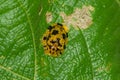 Tortoise Shield Bug or beetle