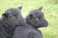 Black spring lambs in an English meadow Royalty Free Stock Photo
