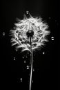 Drops white art dandelion macro black flower Royalty Free Stock Photo