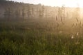 Black Spruce Bog at Dawn 703731