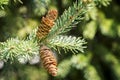Black Spruce Cone Royalty Free Stock Photo