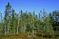 Black Spruce Forest 36532