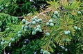 black spruce, is a North American species of spruce tree in the pine family. Royalty Free Stock Photo