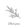 Black spruce Picea mariana Black fir sketch