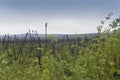 Black spruce trees leaning in the arctic tundra Royalty Free Stock Photo