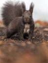 Black squirell