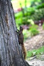 Black Squirrel Royalty Free Stock Photo