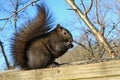 Black Squirrel Royalty Free Stock Photo