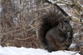 Black Squirrel