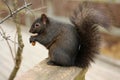 Black Squirrel