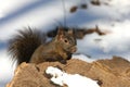 Black Squirrel