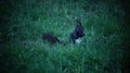 A Black Squirrel Royalty Free Stock Photo