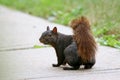 Black Squirrel