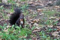 Black squirrel with an acorn in its mouth Royalty Free Stock Photo