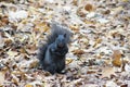 Black squirrel, autumn leaves. Royalty Free Stock Photo