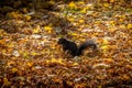 Black Squirrel between the autumn leaves of Queens Park - Toronto, Ontario, Canada Royalty Free Stock Photo