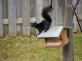 Black Eastern grey squirrel (Sciurus carolinensis)