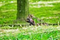 Black squirrel Royalty Free Stock Photo