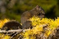 Black Squirrel - Sciurus carolinensis Royalty Free Stock Photo