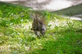Black squirrel closeup Royalty Free Stock Photo