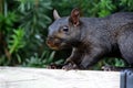 Black squirrel Royalty Free Stock Photo