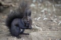 Black squirrel Royalty Free Stock Photo