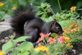 black squirrel digging up buried walnut in flowerbed Royalty Free Stock Photo