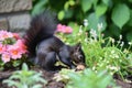 black squirrel digging up buried walnut in flowerbed Royalty Free Stock Photo