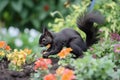 black squirrel digging up buried walnut in flowerbed Royalty Free Stock Photo