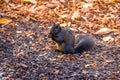 Black Squirrel eating a nut between the autumn leaves of Queens Park - Toronto, Ontario, Canada Royalty Free Stock Photo