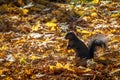 Black Squirrel eating a nut between the autumn leaves of Queens Park - Toronto, Ontario, Canada Royalty Free Stock Photo