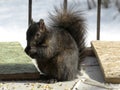 Black squirrel eating nut