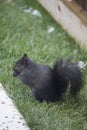 Black Squirrel Royalty Free Stock Photo
