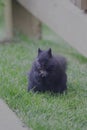 Black Squirrel Royalty Free Stock Photo