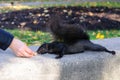 Black squirrel eating out of a hand Royalty Free Stock Photo