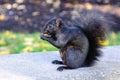 Black squirrel eating a peanut Royalty Free Stock Photo