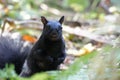 Black squirrel, fall leaves. Royalty Free Stock Photo