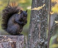 Black Squirrel in Fall, Tylee Marsh, Rosemere, Quebec, Canada