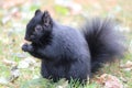 The Black squirrel feeding in the park Royalty Free Stock Photo