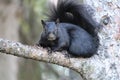 The black squirrel is always a good subject Royalty Free Stock Photo