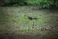 Black squirrel hides nuts on the lawn