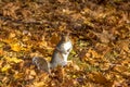 Black Squirrel looking to the camera between the autumn leaves of Queens Park - Toronto, Ontario, Canada Royalty Free Stock Photo