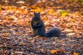 Black Squirrel looking to the camera between the autumn leaves of Queens Park - Toronto, Ontario, Canada Royalty Free Stock Photo