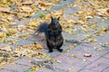 A Black Squirrel Melanistic Eastern Gray Squirrel, Sciurus Carolinensis Sitting On The Ground Looking Directly At The Camera