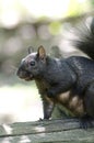 Black Squirrel